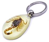 HQRP 45 mm echter goldener Skorpion in im Dunkeln leuchtendem Lucite-Schlüsselanhänger, Insekten-Tierpräparation innen für Biologie, Wissenschaft, Bildung, Dekoration, Dekor, Tropfen-Schlüsselring