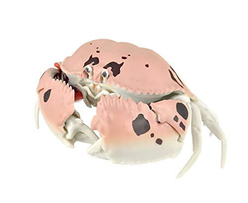 Amazon | いきもの大図鑑 かに 1種 ［メガネカラッパ］ガチャガチャ