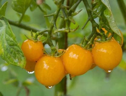 Green World GOLD CURRENT CHERRY TOMATO/LAAL TAMATAR SEEDS FOR KITCHEN GARDENING (10 EEDS)