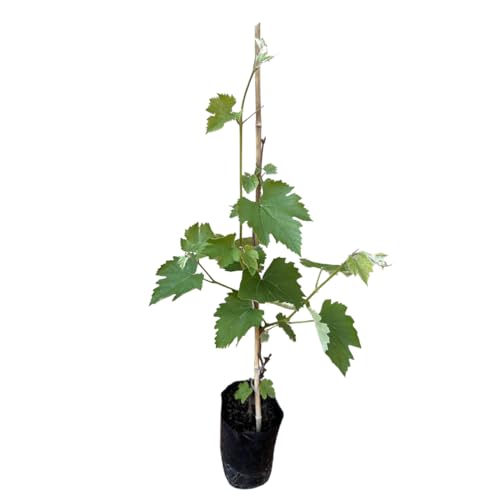 Muda De Uva Niágara Rosa Enxertada - Prestes A Produzir