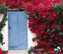 See full amazon price history chart for Mphmi Bougainvillea (Red) - Plant (Plant Height 4 inches, Pack of 1 Bougainvillea (Red) Plant) Mphmi Bougainvillea (Red) - Plant (Plant Height 4 inches, Pack of 1 Bougainvillea (Red) Plant) (B08SWHW1HQ) Amazon Price History, Amazon Price Tracker