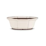 VASO ADATTO A: radici esposte (negari); eretto informale (moyogi); doppio tronco (sokan); battuto dal vento (fukinagashi); inclinato (chu-shakan); ceppaia (ikada); tronco contorto (bankan). Il vaso presenta un foro per il drenaggio