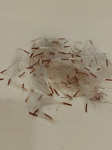 ふきのとうとともだち