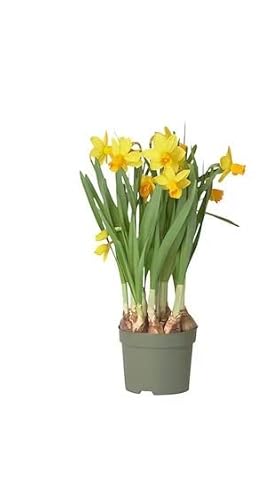 Flor Natural Narciso Amarillo Narcissus Amarillo Bulbo de Primavera de Exterior
