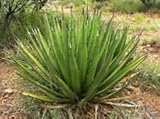Item condizione nuova Seeds raro agave lechuguilla @@ esotico cactus aloe succulento raro cactus seed 50 seeds