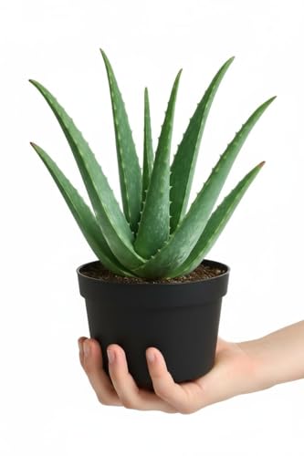 Image of Aloe Vera Plant with Pot - Natural Air Purifier & Healing Succulent for Home and Office Decor - Easy to Maintain Indoor Plant for Freshness, Positive Energy & Green Aesthetic (pack of 1)