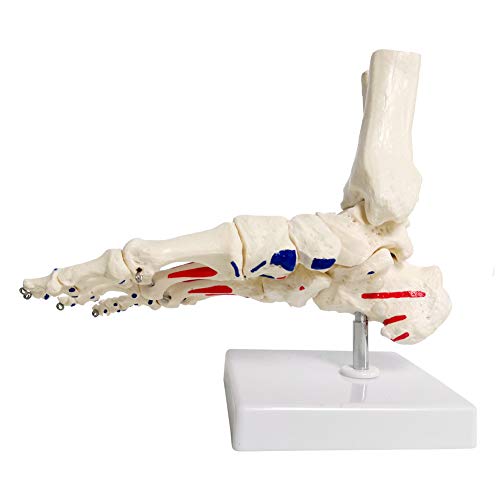 Evotech Scientific 09 Human Foot And Ankle Model thumb #1