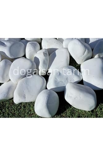 Beyaz Dolomit Taş 3 Kg 4-6 Cm Dere Taşı Çakıl Taşı Saksı Taşı Akvaryum Teraryum Taşı Bahçe Taşı