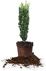 Perfect Plants Sky Pencil Holly Live Plant, 1-2ft, Includes Care Guide