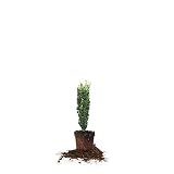 Perfect Plants Sky Pencil Japanese Holly, 1-2 ft, Live Plant