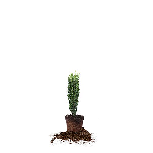 Perfect Plants Sky Pencil Holly Live Plant, 1-2Ft, Includes Care Guide #TOP3