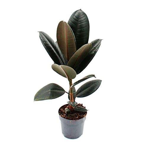 Exotenherz - Árbol de goma Ficus Elasca'Abidjan', maceta de 11 cm.