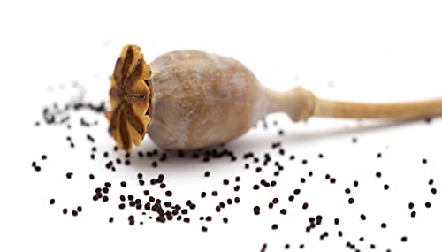 Earthcare Seeds Giant Poppy 500 Seeds (Papaver Somniferum Giganteum) Heirloom - Open Pollinated #TOP2