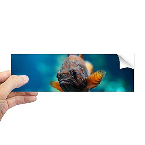 Calcomanía de peces tropicales marinos con diseño rectangular resistente para ventanas 2