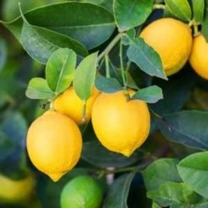 Sanju Kolkata Pati Lemon Plant Fruit Plant Without Pot _1.5-2 Feet (B09Y691ZXK) Amazon Price History, Amazon Price Tracker