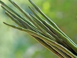 SS Naturals<>Indian Moringa Oleifera seeds,sahjan,Moringa plant seeds,Sojne danta,Muringa,Drumstick plant seeds,Mushinga Saang, Hybrid Dwarf Moringa plant seeds 20 Nos for growing (B07VX6DSPV) Amazon Price History, Amazon Price Tracker