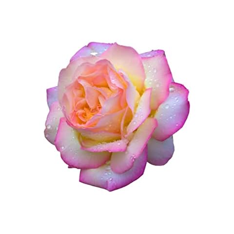 Peace Rose Plant in 5 Litre Pot Cover