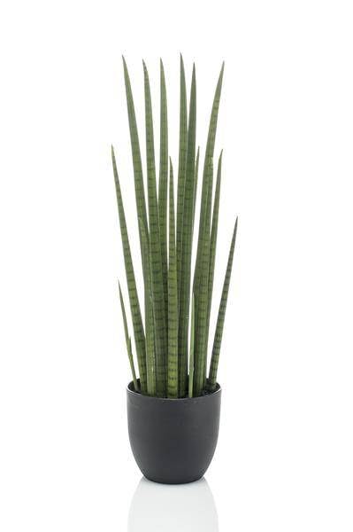 Sansevieria Cylindrica artificielle 70 cm, la plante d'intérieur sans entretien
