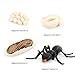 Ant Growth Cycle, Animal Growth Cycle Biological Model Toy Growth Stage Lifelike Ant Life Cycle Model Toy Set for Kids Education Insect Themed Party Favors