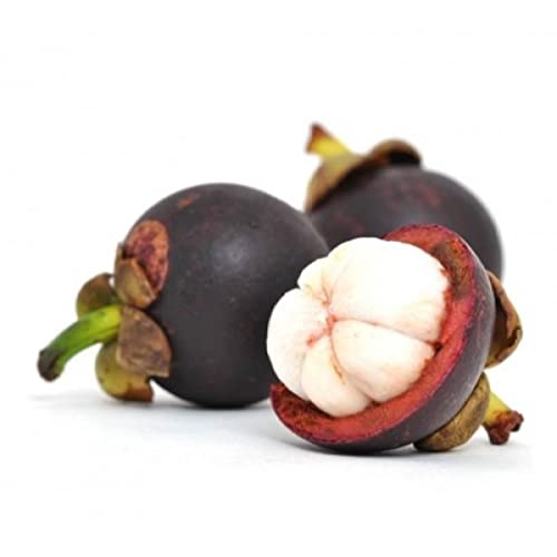 Mphmi Plants Healthy Live Fruits Mangosteen Plant Garcinia Mangostana (B09KQCZ53J) Amazon Price History, Amazon Price Tracker