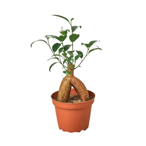 Ficus 'Ginseng' | Live Plant for Indoor & Outdoor | for Living Room, Office, Bathroom | (4" Pot)