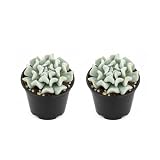 2 Topsy Turvy - Echeveria Runyonii Succulent Plants Live, 2 Inch Pot, Rare Live Succulent, Easy Care, Vibrant Color Indoor Houseplant for Home, Office Décor, Small Spaces & Gifts