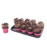 Standort & Pflege: Heller bis sonniger Platz (morgens Sonne, mittags Halbschatten), Temperaturen 10–25 °C, im Winter kühl stellen (ab 5 °C), nur mäßig gießen, zwischen den Wassergaben vollständig abtrocknen lassen.