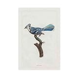 Photo Gallery bknsljh blue jay, stampa artistica da parete vintage con uccellini blu, verdi e bianchi, decorazione per la casa, poster storico su tela, decorazione artistica da parete, stampa artistica da parete Photo Gallery bknsljh blue jay, stampa artistica da parete vintage con uccellini blu, verdi e bianchi, decorazione per la casa, poster storico su tela, decorazione artistica da parete, stampa artistica da parete