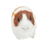 LOLIPPYY Realistisches Meerschweinchen Modell Figurine aus Synthetischem Fell Lebensechte Kleintier Dekoration für Pädagogisches Tier Fein Gearbeitet Naturgetreu als Lernhilfe und