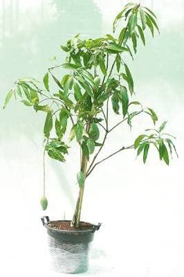 Mphmi Live Plants Nursery Garden fruit plant Grafted hybrid Mango"King of fruits"1 Healthy Live Plant for Home Garden (B0BV27LDGY) Amazon Price History, Amazon Price Tracker
