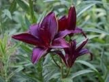 Landini Lilium Asiatic Lily - 5 Bulbs