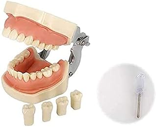 Dental Typodont Demonstration Teeth Model, Detachable Anatomy Teeth Model Suitable for Teaching, Practice and Study, Come with a Small Screwdriver