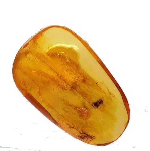 Amazon.co.jp: SCIENCE Baltic Amber「虫入り琥珀（Insects in  