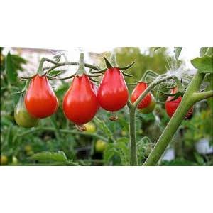 Kit de Sementes Tomates Pera Vermelho, Cereja Laranja e Samambaia Saboroso Doce 1 env cada