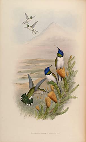Affiche impression d'art oiseau John Gould toile décoration murale 60x90