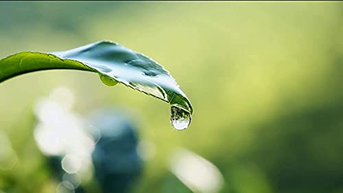 Mevlana Goran Pure Ceylon Tea (1000gr)