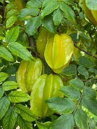 Mphmi Live Plants Nursery Garden Hybrid Grafted Kamrak/Star Fruit/Carambola Tree Plant Saplings (B0BVHSRN24) Amazon Price History, Amazon Price Tracker