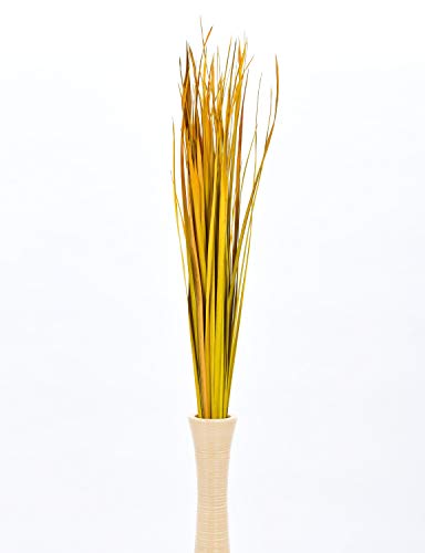 Image of Leewadee Tall Vase Filler , Natural Grass Stems - 2 Bunches of Colored Branches for Vases, Carefully Dried Twigs for Home and Bar Decoration, 45 inches, Yellow