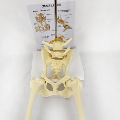 Image of Dog Skeleton Model,Canine Hip Model,Normal Hip Knee Joint Replica for Canine Anatomy for Veterinary Office Educational Tool Organs Model (Canine Hip)