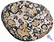Leopard Fur Jasper (Sdafrica) M (Approx. 2 - 2.5 m) Tumbled Stones Approx. 1 kg - Genuine Gemstones - A++ Quality