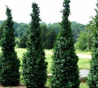 Dee Runk Boxwood Shrub - Live Plant Shipped in Gallon Container by DAS Farms