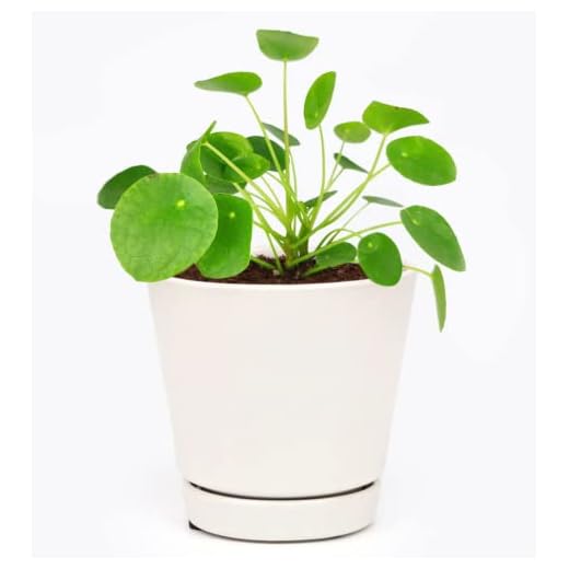 Pilea Peperomioides Minimalist Houseplant