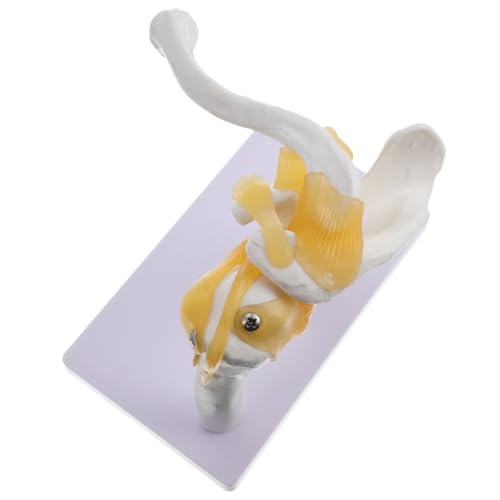 Modèle anatomique d'épaule OUNONA squelette blanc en PVC lavable pour enseignement médical
