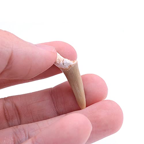 ANCLLO 5 Stück natürliche fossile Haifischzahn-Exemplare Natursteine für Bildung, Heimdekoration, Zähne, Fossilien, Kindergeschenk