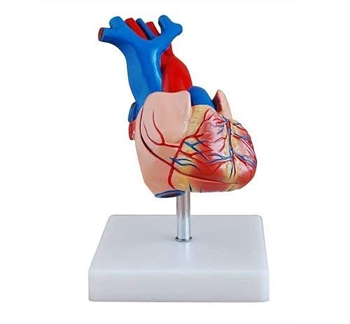 BNR EXPORTS Multi Colour Humen Heart Model (Life Size) Natural