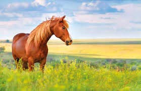 2 Sacchi da 20 kg per puledri e fattrici Piu 1 Omaggio Cavezza in NILON Mangime Ricco di aminoacidi vitamine e minerali per Tutte Le Fasi di Allevamento del Cavallo