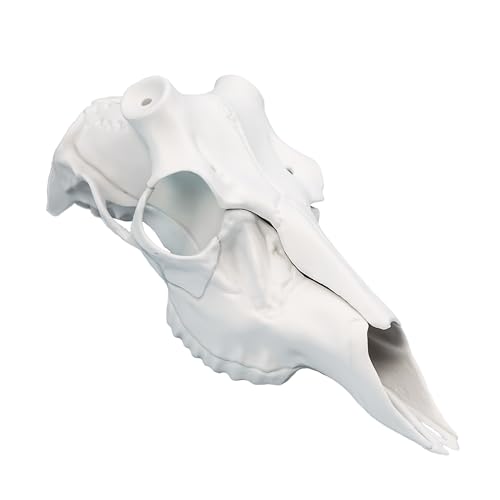 Skull Master by Illusion | Color: White | European Mount | Antler Mounting Kit | Euro Mount | 3D Modeled Replica Deer Skull | Taxidermy | For Harvested and Shed Antlers | Universal Sizing