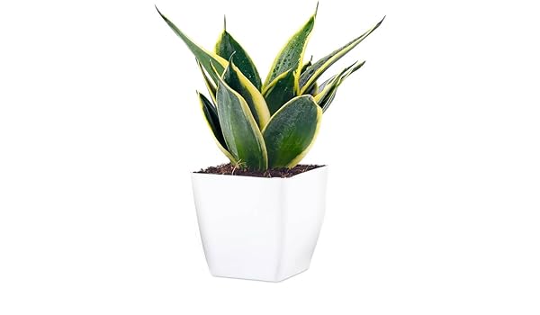See full amazon price history chart for π
Όπ
π
Ίπ Live Snake Plant - Golden Hahnii Plant I With White Pot. π
Όπ
π
Ίπ Live Snake Plant - Golden Hahnii Plant I With White Pot. (B0CQ7GD1SW) Amazon Price History, Amazon Price Tracker