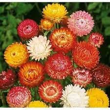 Audbhidhi Helichrysum/Paper Flower Seeds F1 hybrid Flower Seeds For Home Gardening Pack of 50 seeds (B0BC84JKJW) Amazon Price History, Amazon Price Tracker