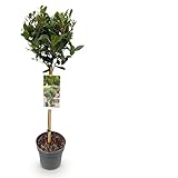 Plantenboetiek.nl